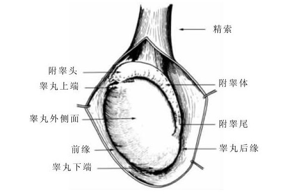 关于三个月婴儿正常睾丸图及其相关知识解析