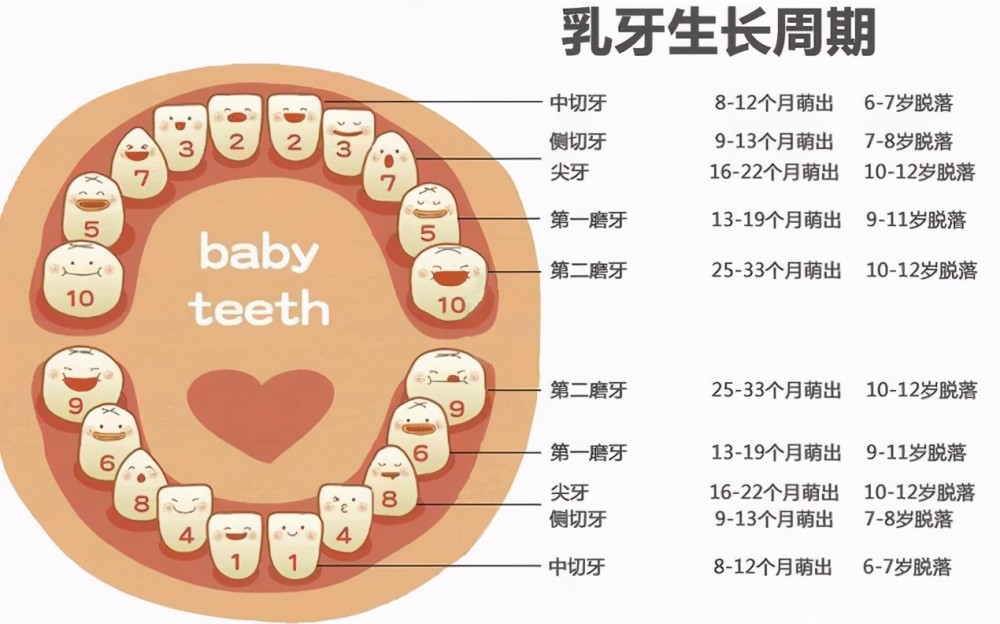 小孩几个月长牙，牙齿生长规律与注意事项