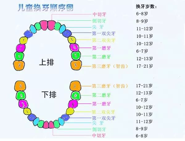 宝宝长牙齿的最佳时期，了解牙齿生长的关键阶段