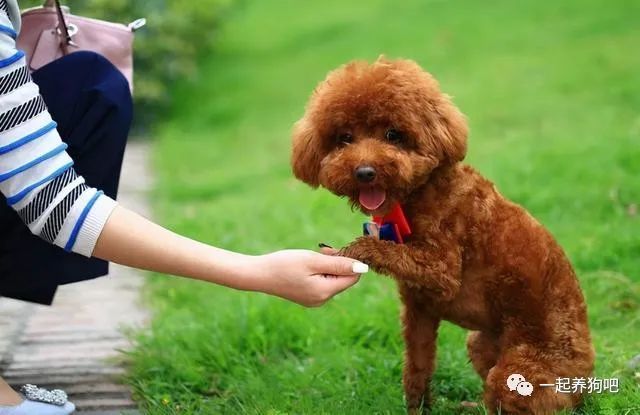 泰迪犬五个月体重的成长与照顾指南