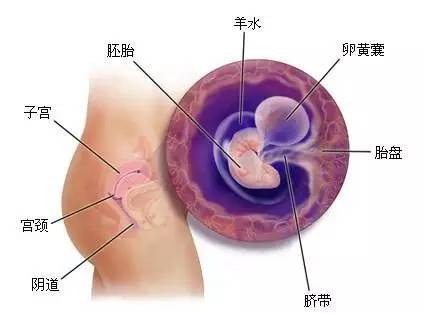 怀双胞胎五个月胎儿图，探索五个月的双胞胎成长之旅