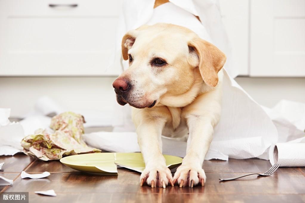 拉布拉多犬六个月生长状况详解