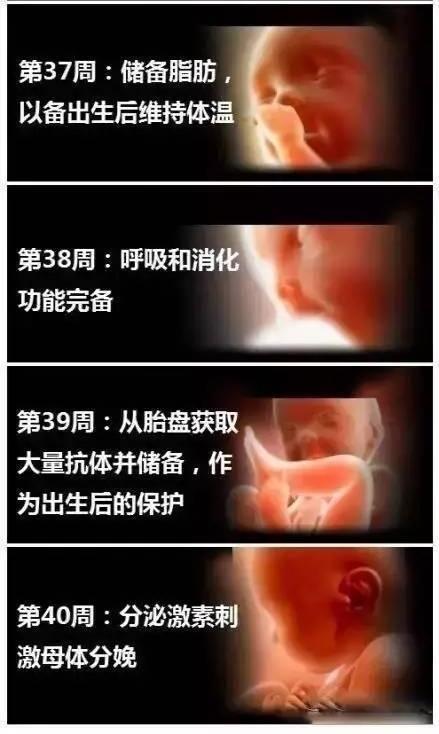 孕二十一周，究竟是多少个月？