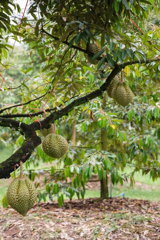 广东省榴莲种植可行性探讨