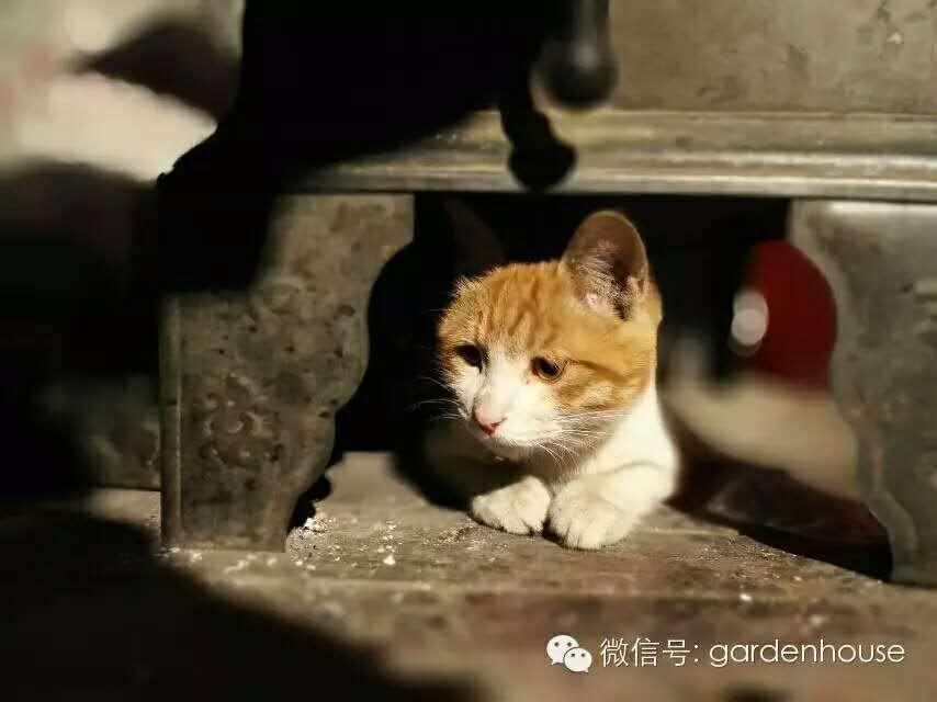 猫丢了一个月，寻找、思考与成长